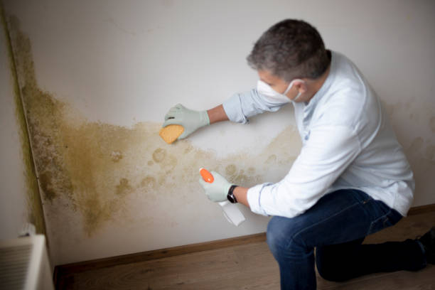 Best Industrial Mold Remediation  in Brooklyn, NY