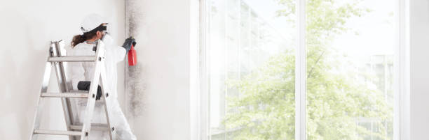 Best Mold Prevention Services  in Brooklyn, NY